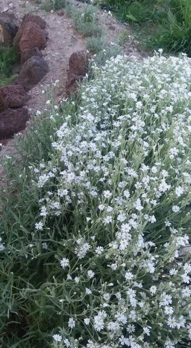 Name:  cerastium, mays 15.jpg
Views: 391
Size:  76.6 KB