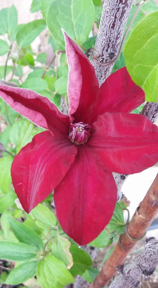Name:  clematis mays23sal.jpg
Views: 742
Size:  63.5 KB
