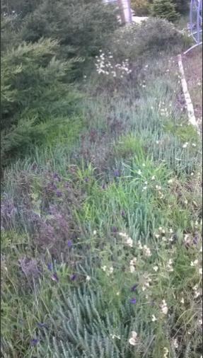 Name:  sedum reflexum 21.05.2017.jpg
Views: 807
Size:  33.8 KB