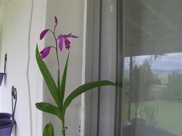 Name:  IMG_1188 (600 x 450).jpg
Views: 406
Size:  59.6 KB