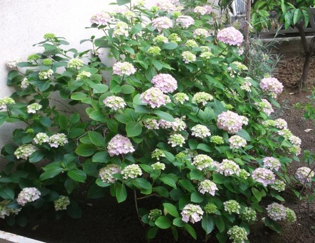 Name:  DSCF0443.jpg
Views: 422
Size:  71.1 KB