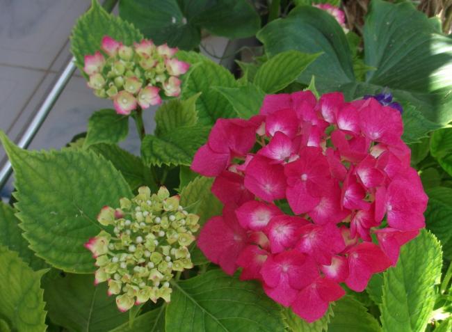 Name:  DSCF0420.jpg
Views: 413
Size:  46.3 KB