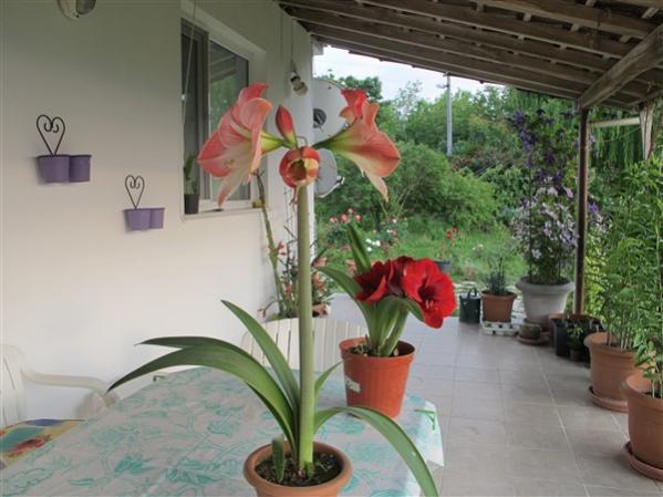 Name:  IMG_1244 (600 x 450).jpg
Views: 626
Size:  42.2 KB
