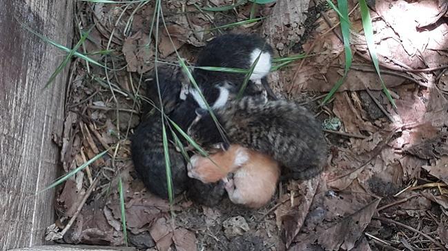 Name:  20170506_123613.jpg
Views: 289
Size:  62.3 KB