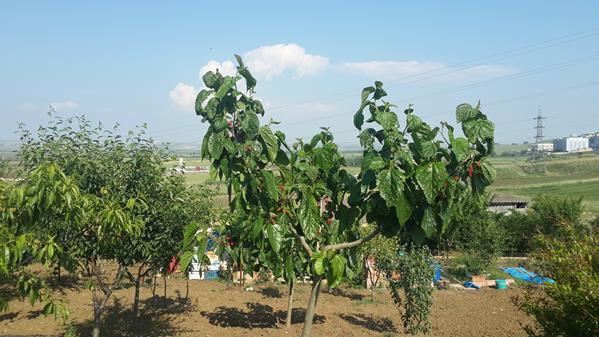 Name:  20170601_165555 (Copy).jpg
Views: 475
Size:  52.3 KB