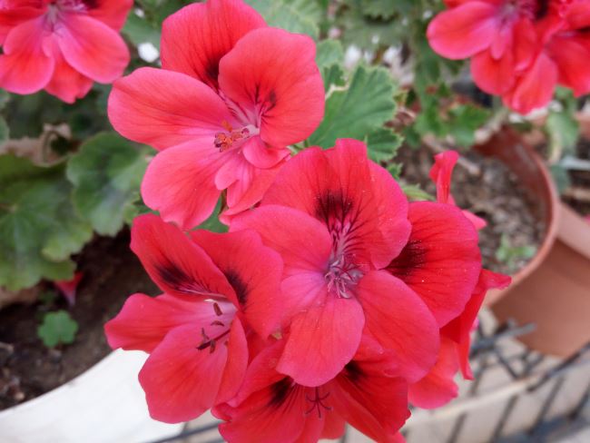 Name:  sa2.JPG
Views: 523
Size:  51.4 KB