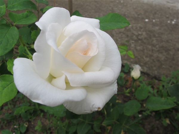 Name:  IMG_1305 (600 x 450).jpg
Views: 566
Size:  43.7 KB