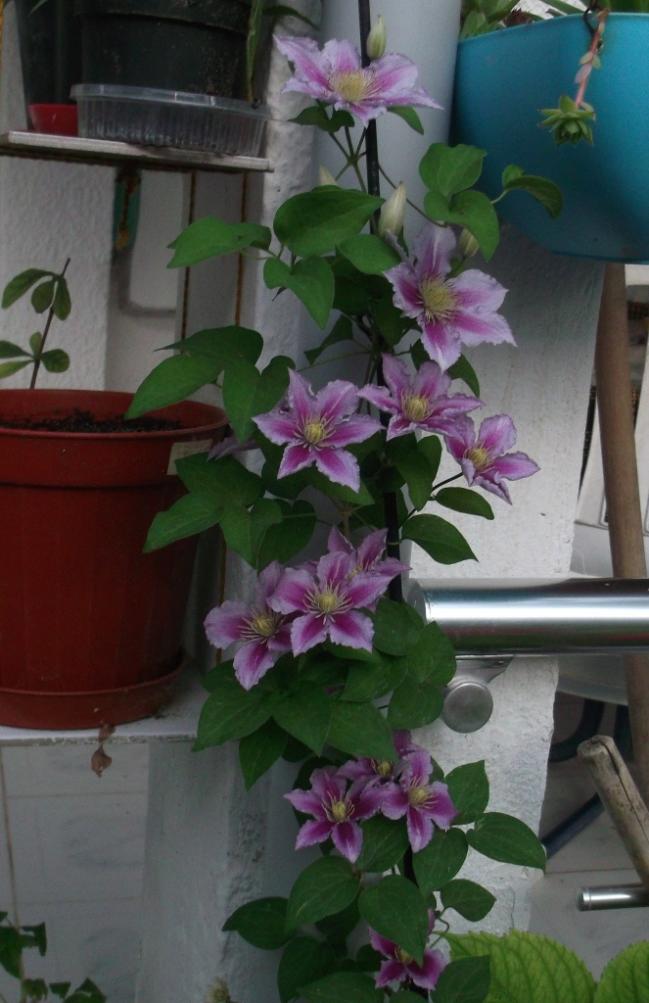Name:  DSCF0486.jpg
Views: 581
Size:  70.0 KB