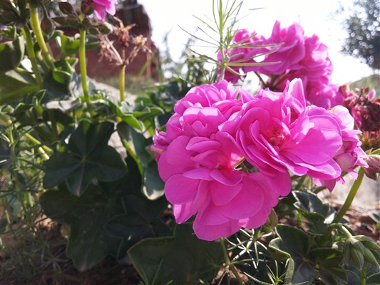 Name:  20170603_160227 (2080 x 1560) (533 x 400).jpg
Views: 1418
Size:  69.4 KB