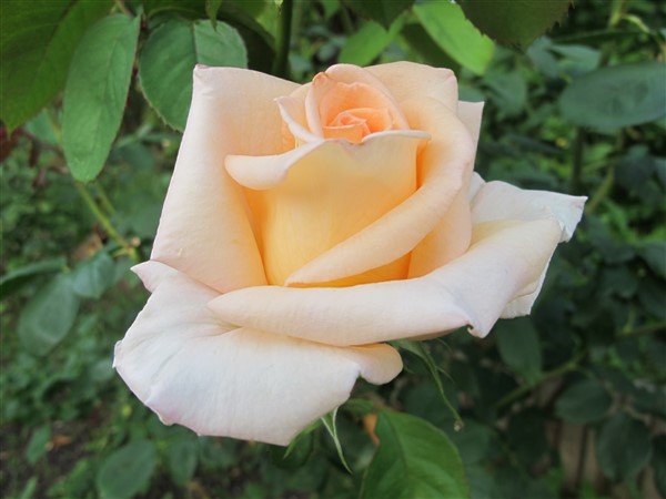 Name:  IMG_1321 (600 x 450).jpg
Views: 452
Size:  49.5 KB