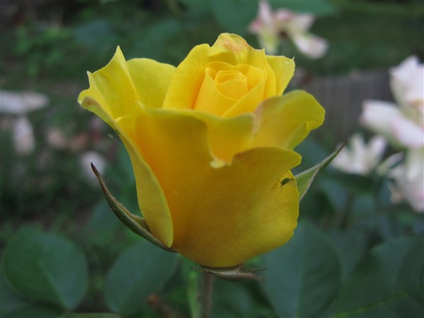 Name:  IMG_1357 (600 x 450).jpg
Views: 434
Size:  36.6 KB