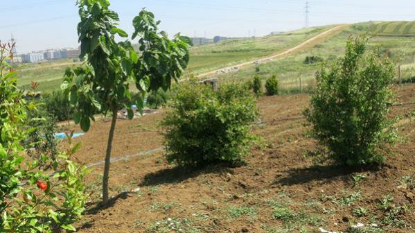 Name:  IMG_2903 (Copy).jpg
Views: 451
Size:  51.1 KB