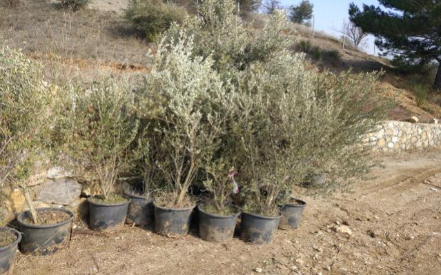 Name:  bahceblog.com-zeytin-fidani-fiyati-1.jpg
Views: 676
Size:  64.5 KB