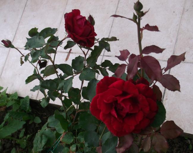 Name:  DSCF0464.jpg
Views: 469
Size:  47.6 KB