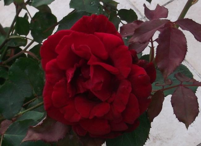 Name:  DSCF0463.jpg
Views: 447
Size:  33.1 KB