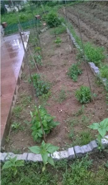 Name:  13.06.2017 - dalya.jpg
Views: 638
Size:  39.6 KB