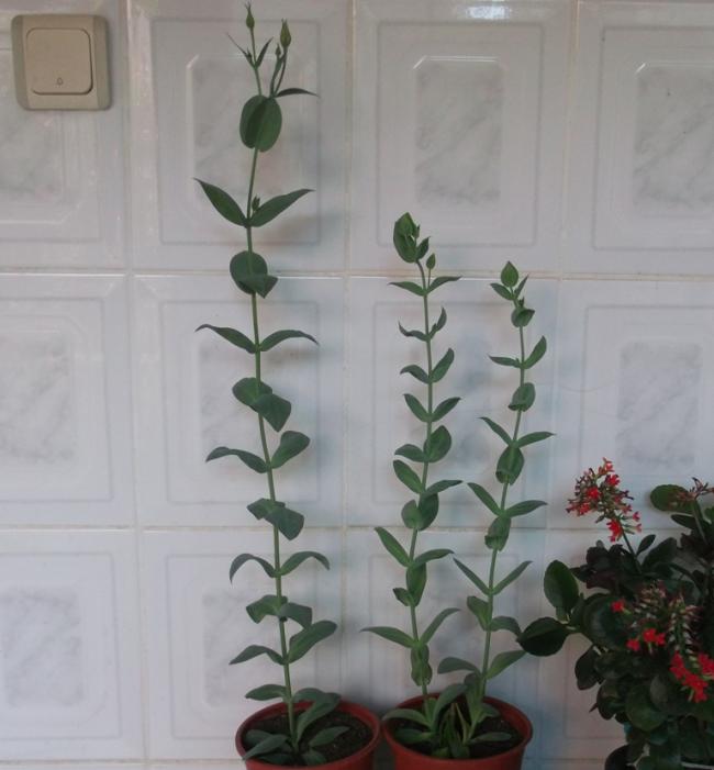 Name:  DSCF0528.jpg
Views: 412
Size:  40.7 KB