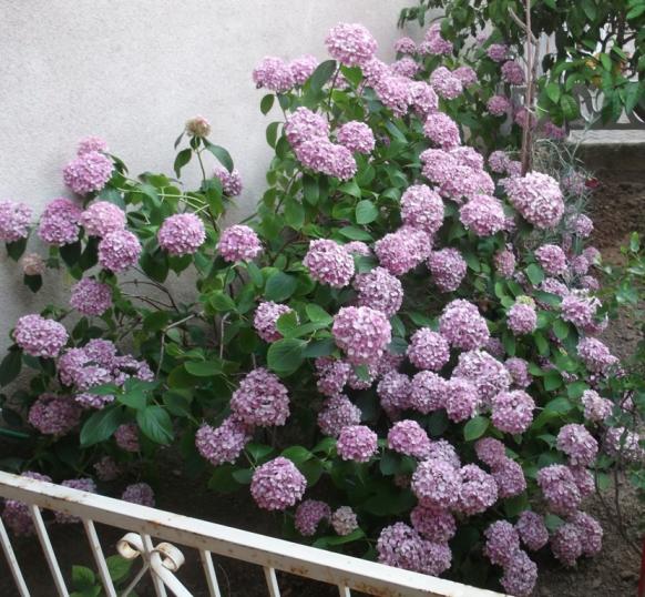 Name:  DSCF0545.jpg
Views: 397
Size:  73.1 KB