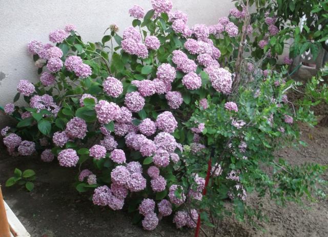 Name:  DSCF0546.jpg
Views: 376
Size:  69.9 KB