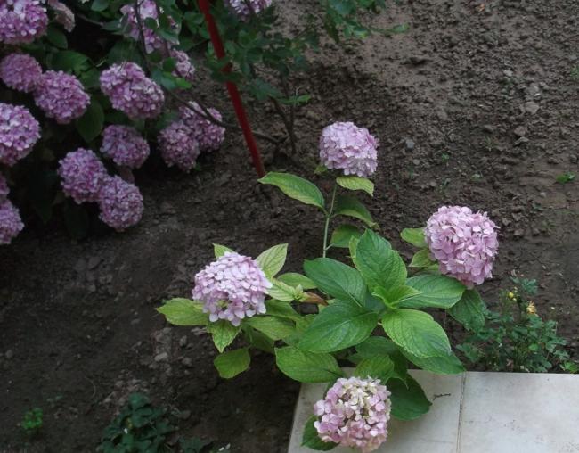 Name:  DSCF0547.jpg
Views: 404
Size:  60.4 KB