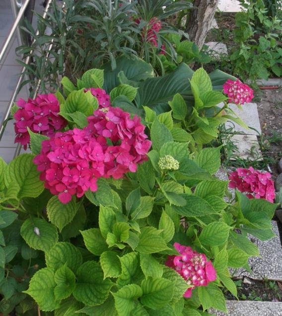 Name:  DSCF0534.jpg
Views: 383
Size:  73.6 KB