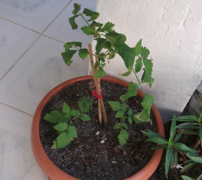 Name:  DSCF0531.jpg
Views: 430
Size:  47.8 KB