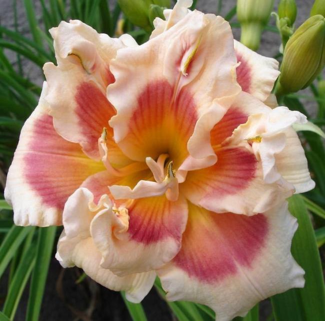 Name:  42street-hemerocallis-3-1.jpg
Views: 403
Size:  52.5 KB