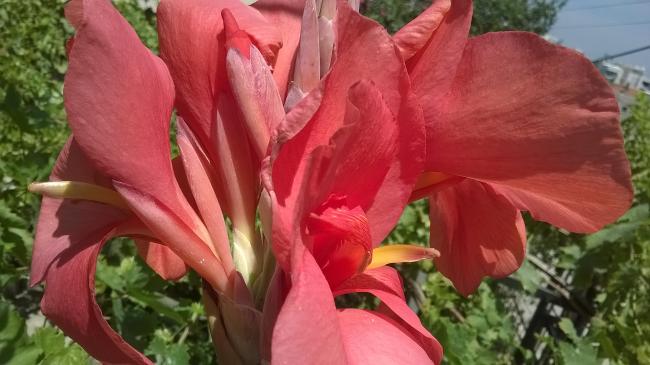 Name:  WP_20170617_018.jpg
Views: 613
Size:  38.7 KB
