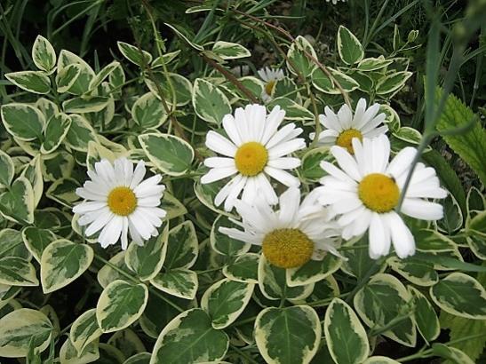 Name:  c. menekesi-papatya.jpg
Views: 657
Size:  57.7 KB