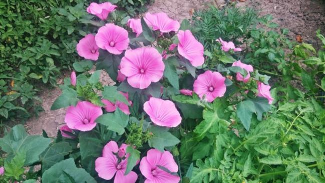 Name:  20170705_171052.jpg
Views: 644
Size:  57.4 KB