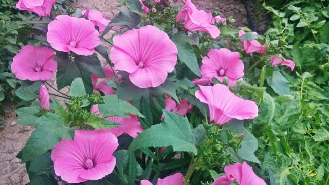 Name:  20170705_171057.jpg
Views: 657
Size:  51.4 KB