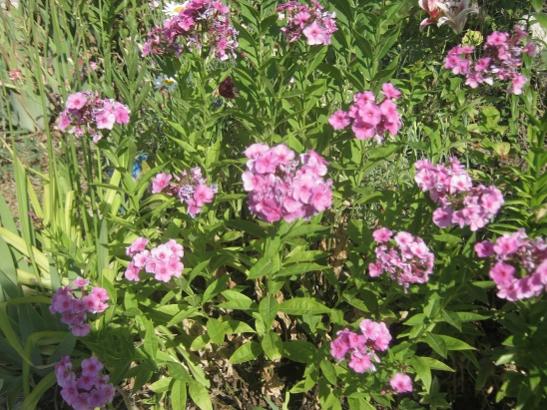 Name:  phlox.jpg
Views: 1195
Size:  63.3 KB