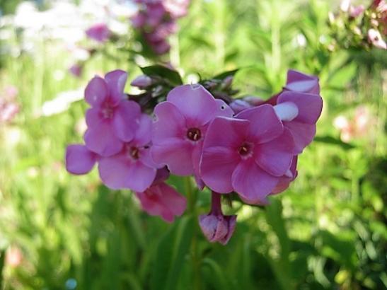 Name:  phlox1.jpg
Views: 1164
Size:  30.7 KB