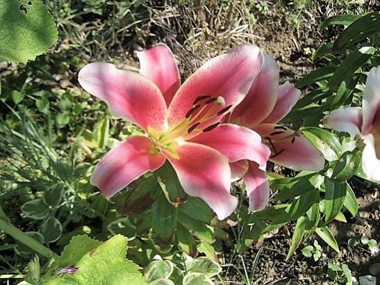 Name:  lilium.jpg
Views: 1195
Size:  64.9 KB