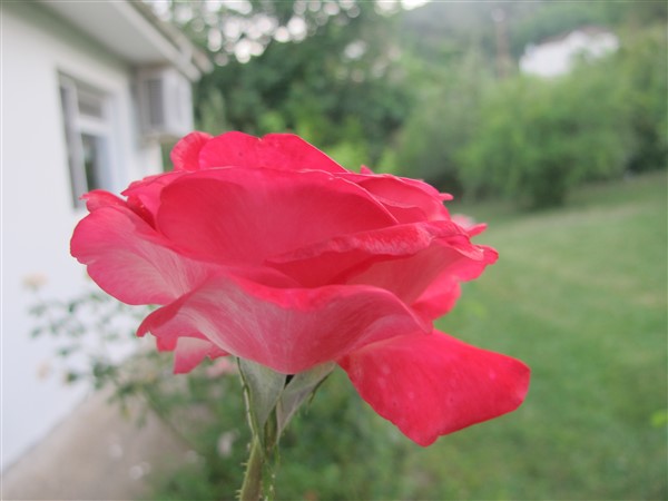Name:  IMG_1614 (600 x 450).jpg
Views: 917
Size:  42.4 KB