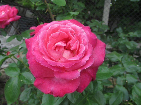 Name:  IMG_1686 (600 x 450).jpg
Views: 910
Size:  60.9 KB