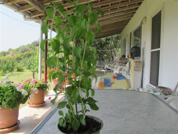 Name:  IMG_1721 (600 x 450).jpg
Views: 823
Size:  45.4 KB