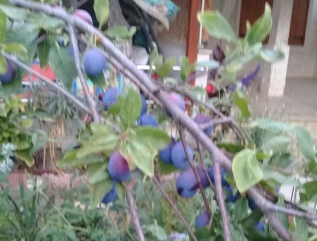 Name:  20170713_202419.jpg
Views: 682
Size:  43.4 KB