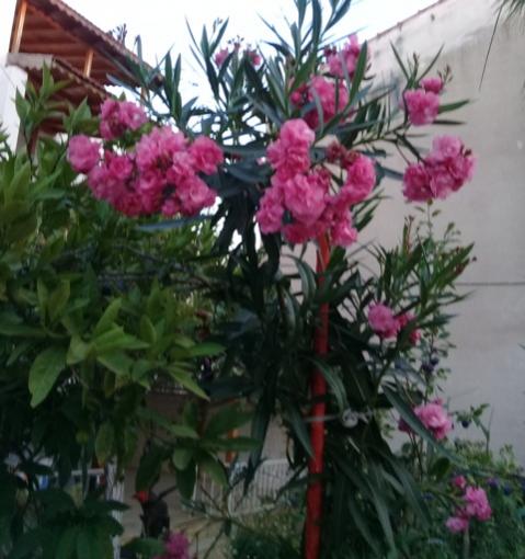 Name:  20170713_202230.jpg
Views: 702
Size:  40.5 KB