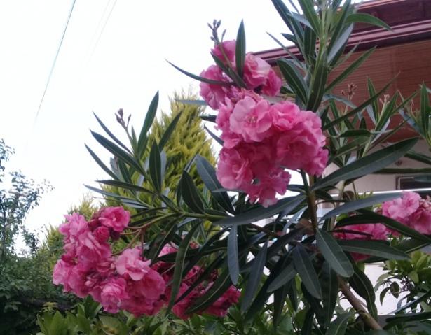 Name:  20170713_202259.jpg
Views: 704
Size:  51.7 KB