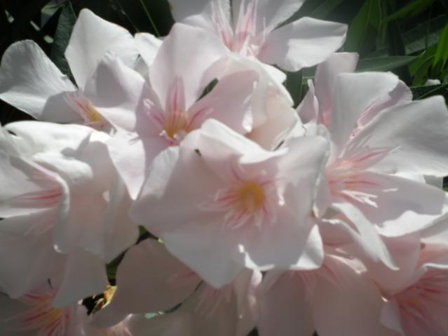 Name:  DSCF0480.jpg
Views: 682
Size:  27.4 KB