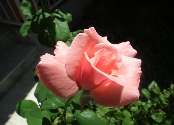 Name:  DSCF0477.jpg
Views: 703
Size:  26.3 KB