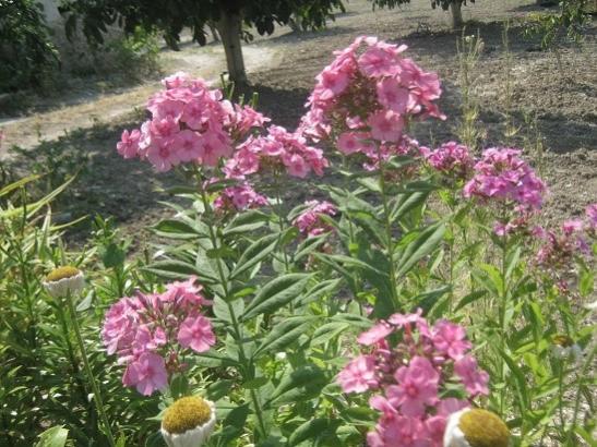 Name:  phlox1.jpg
Views: 1014
Size:  59.4 KB