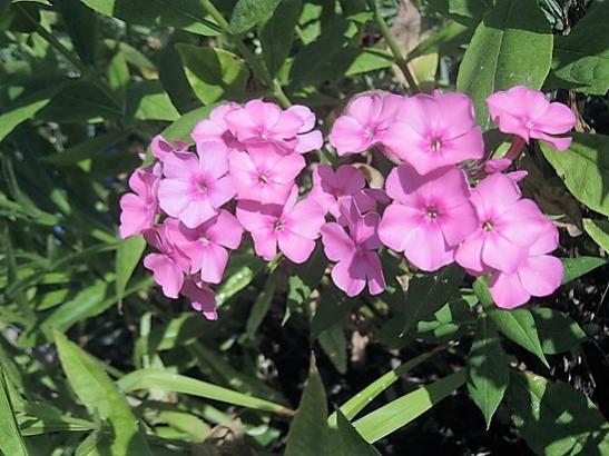 Name:  phlox.jpg
Views: 1042
Size:  46.6 KB