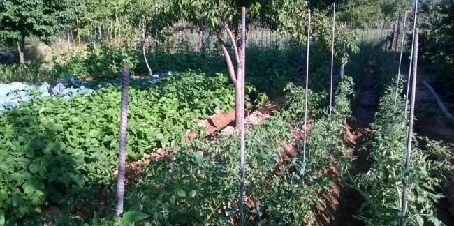 Name:  bahe dzen 25.07.2017.jpg
Views: 958
Size:  68.6 KB