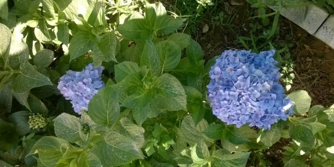 Name:  ortanca 2 25.07.2017.jpg
Views: 624
Size:  45.5 KB
