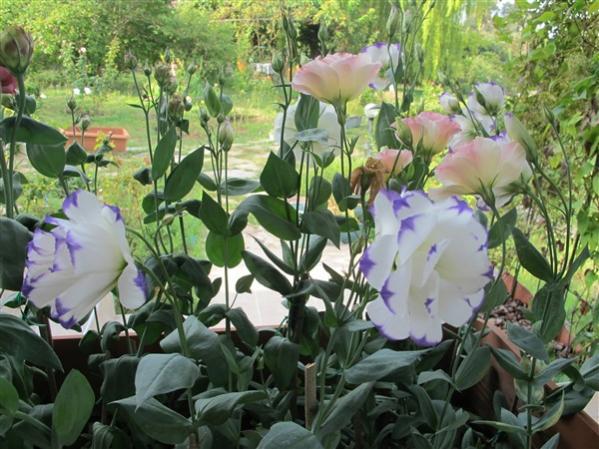 Name:  IMG_1742 (600 x 450).jpg
Views: 711
Size:  59.6 KB