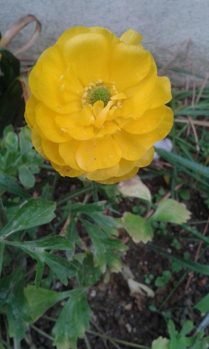 Name:  20170424_122124.jpg
Views: 519
Size:  35.9 KB