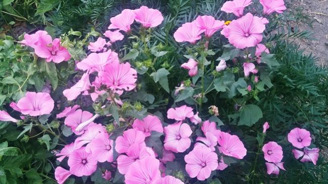 Name:  20170716_181855.jpg
Views: 746
Size:  56.8 KB