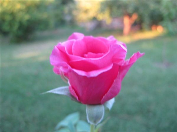 Name:  IMG_1551 (600 x 450).jpg
Views: 645
Size:  36.7 KB